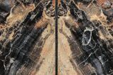 Tall, Arizona Petrified Wood Bookends - Tiger Wood #195308-2